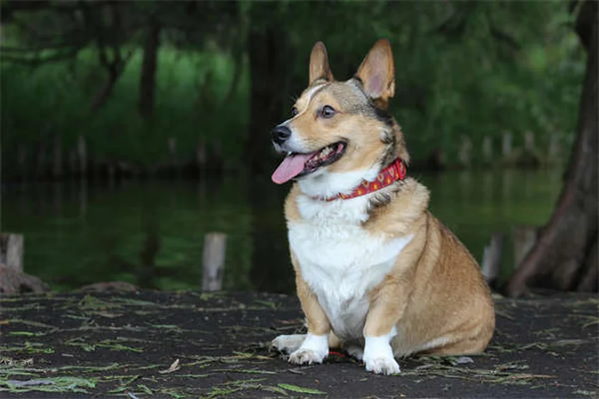 ハムスターの白癬はカビが原因｜症状・治療・予防法を解説