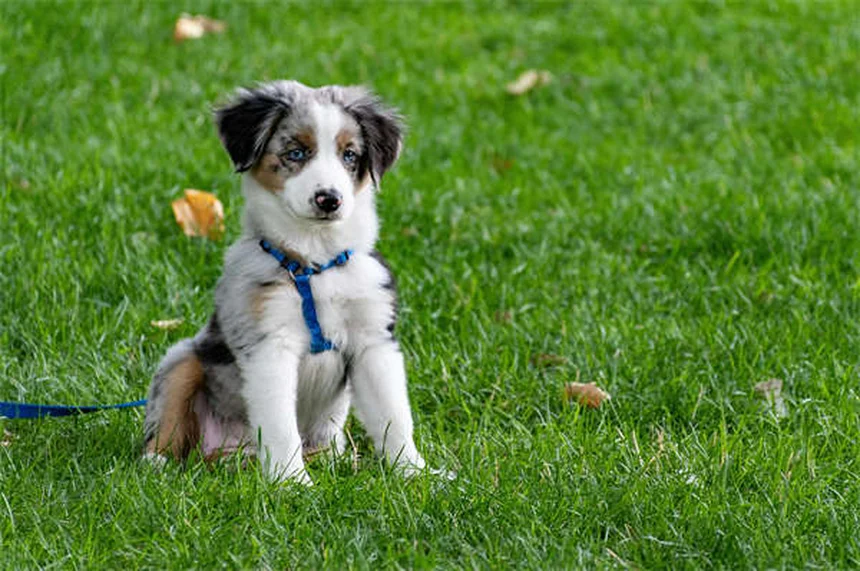 犬の服従訓練で飼い主が知っておくべき5つのコツと実践法
