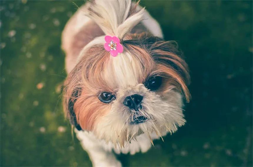 犬の服従訓練で飼い主が知っておくべき5つのコツと実践法