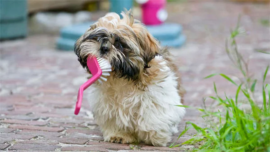 犬のマーキングを止める効果的な方法【メスもするって本当？】