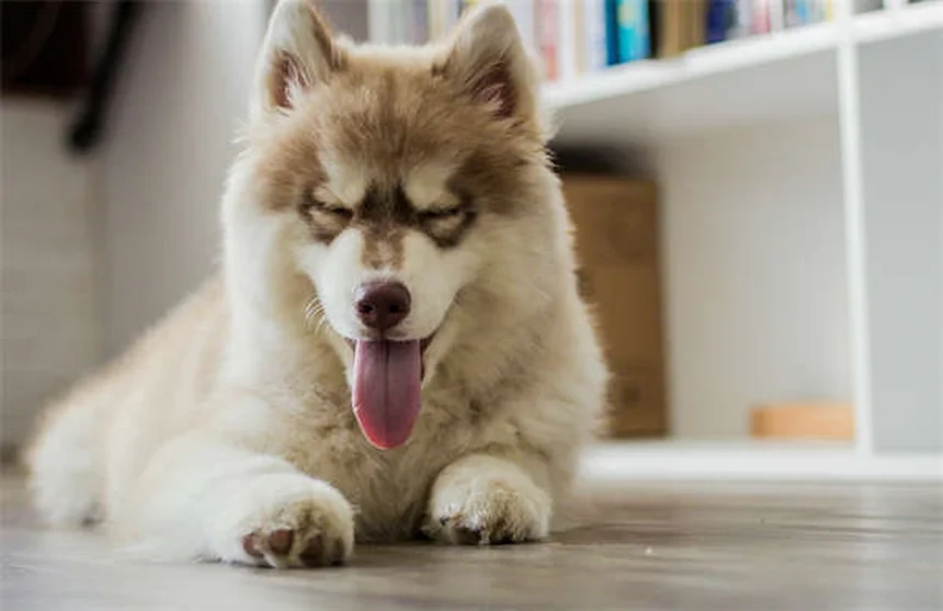 犬のマーキングを止める効果的な方法【メスもするって本当？】