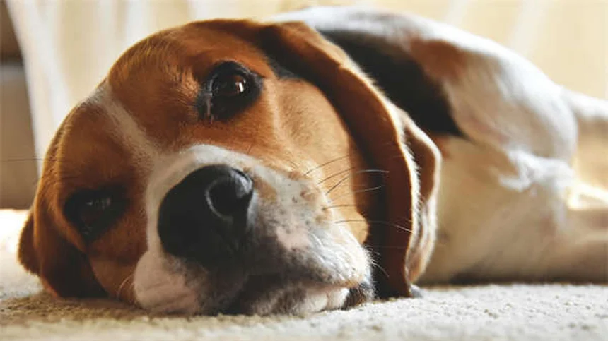 犬のしつけ忘れ理由とトレーニング改善法
