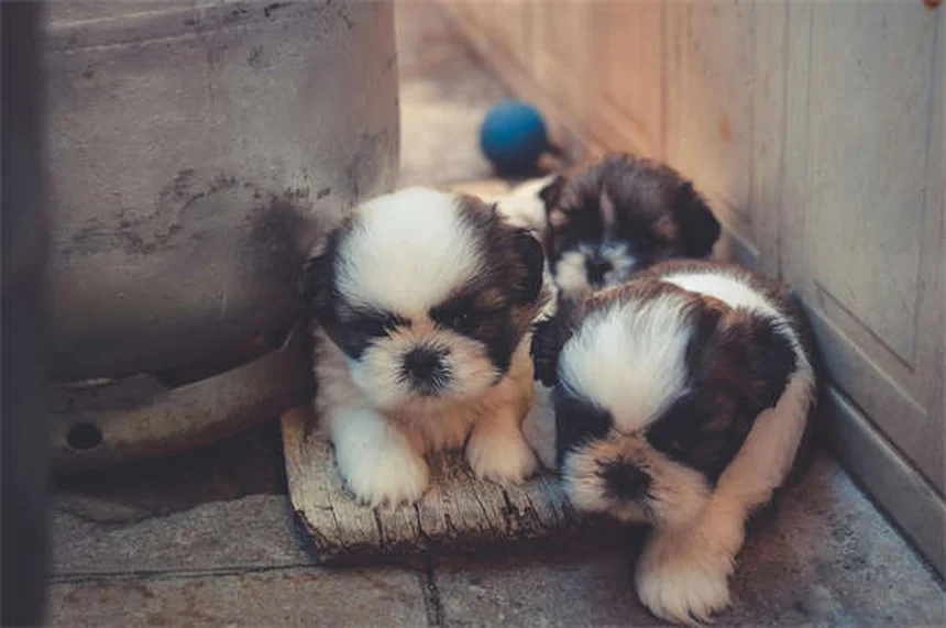 犬のしつけ忘れ理由とトレーニング改善法
