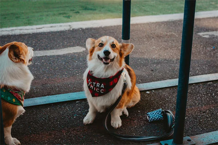 老犬を若返らせる6つの方法！私が実践したエイジングケア術
