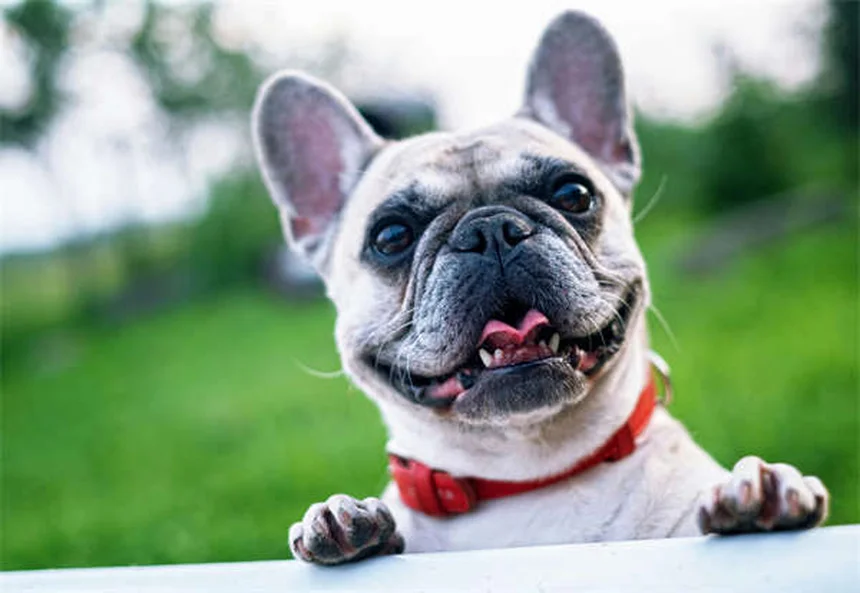 迷子犬を見つけたら、5ステップで安全に保護する方法