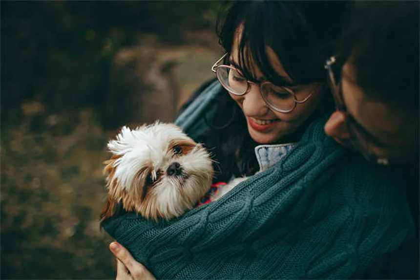 迷子犬を見つけたら、5ステップで安全に保護する方法