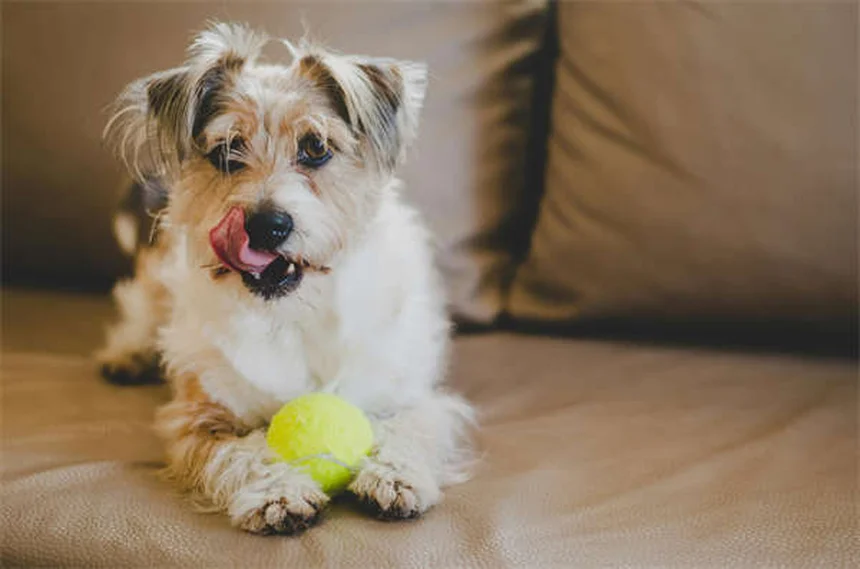 犬の膝の怪我を予防・治療する7つの方法とは？