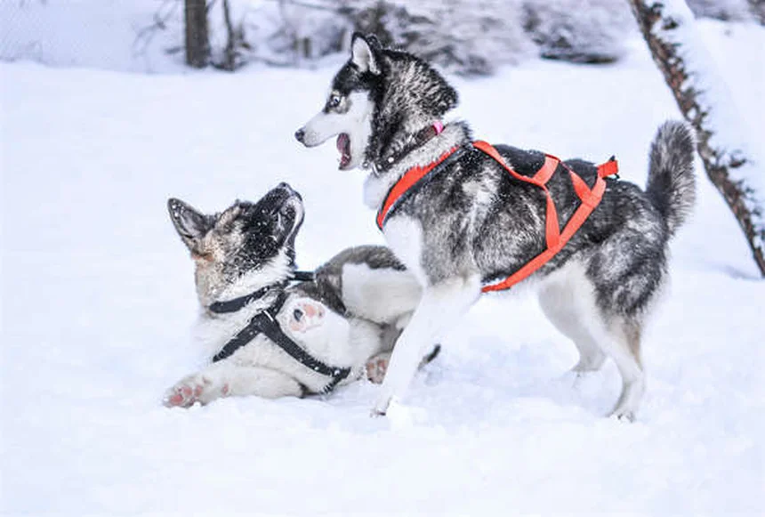 アイルランド原産の犬種8選：歴史と特徴を徹底解説