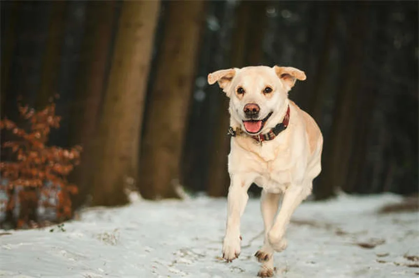 純血種の遺伝的欠陥リスク、ミックス犬より2倍高いって知ってた？選び方のポイントも解説