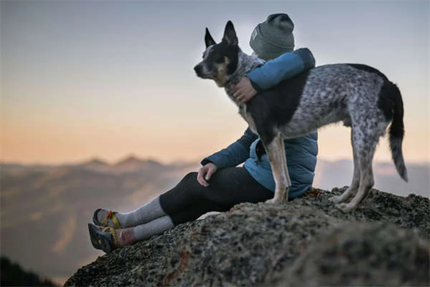 Comfortis®の副作用や注意点を獣医師監修で解説