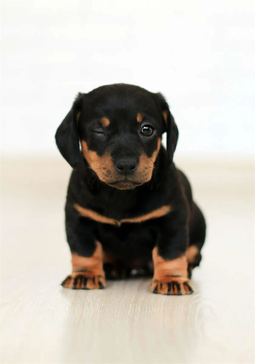 犬の性格は犬種だけでは決まらない【研究データで解説】私たちが知っておきたい真実