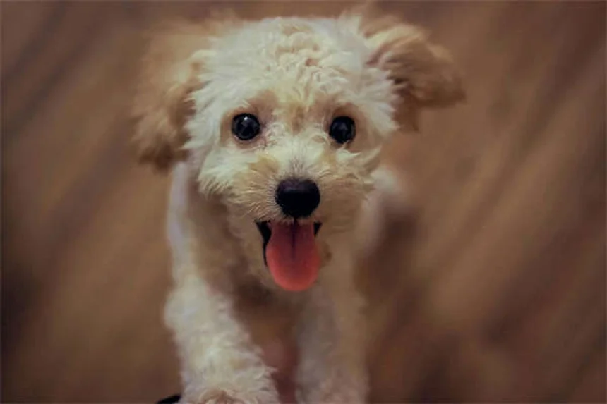 犬の性格は犬種だけでは決まらない【研究データで解説】私たちが知っておきたい真実