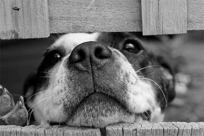 犬はテレビを見ている？半数以上が反応！その理由と楽しませ方のコツ