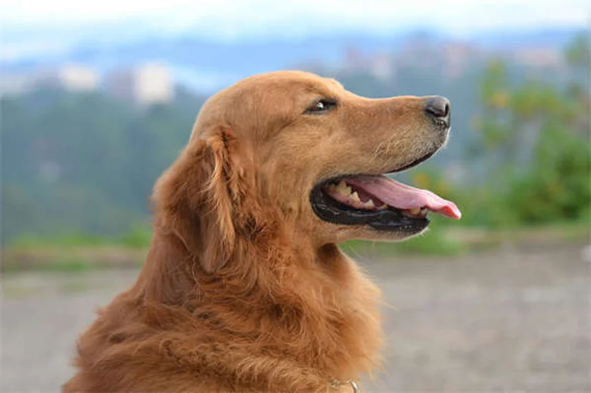 犬はテレビを見ている？半数以上が反応！その理由と楽しませ方のコツ