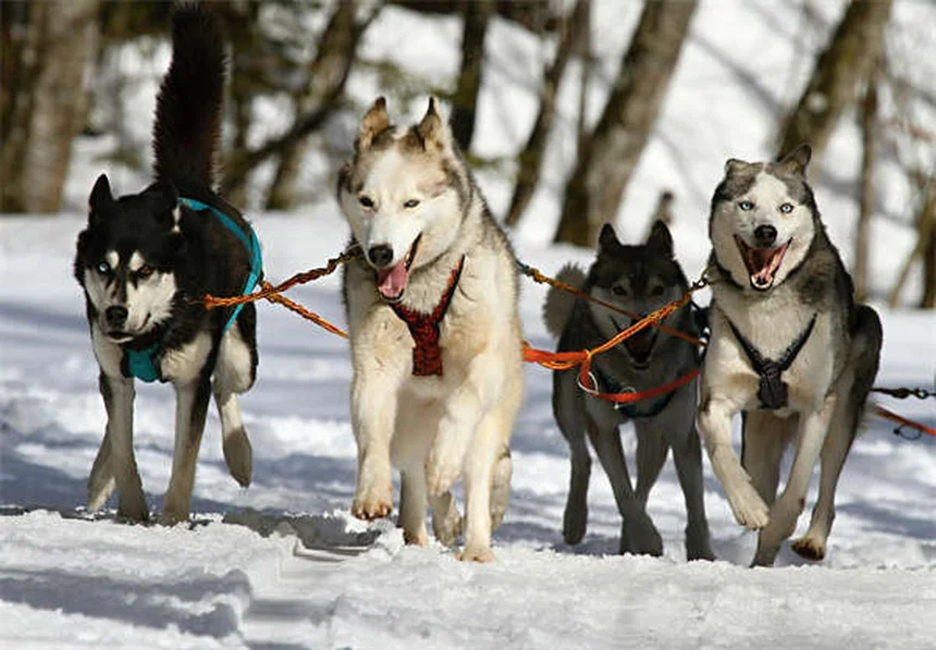 野良犬を見つけたら？安全で確実な救助方法を徹底解説