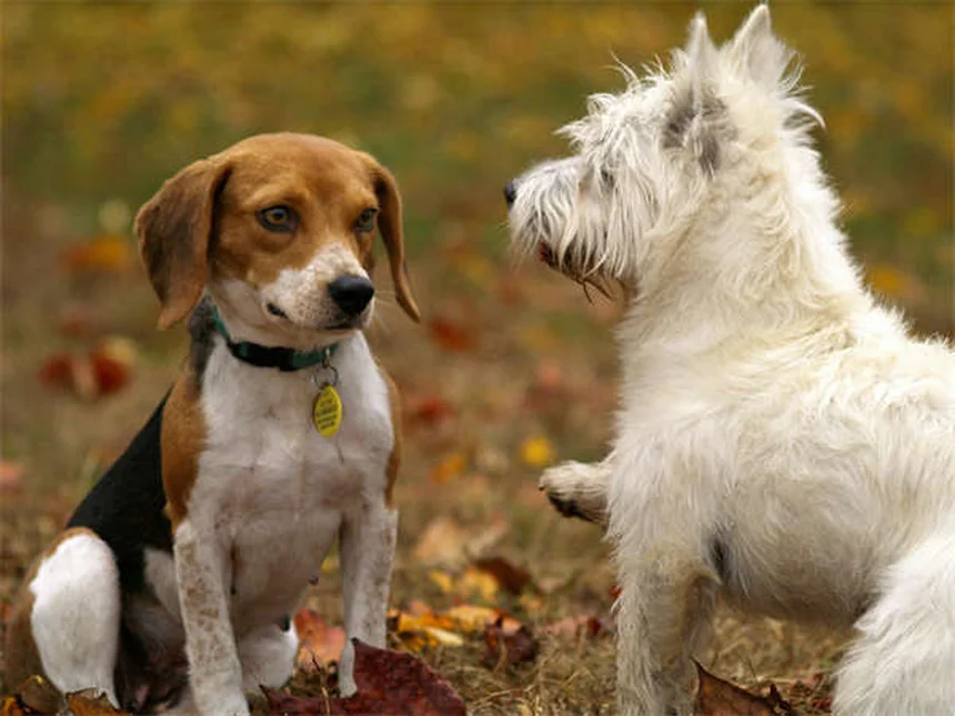 【獣医師監修】犬の皮膚アレルギーの症状・原因・治療法を解説