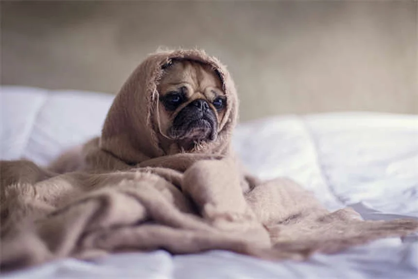 愛犬の理想体重を計算する方法｜BCSスコアで正確に診断