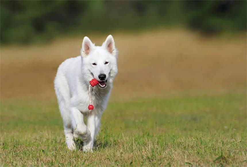 愛犬の理想体重を計算する方法｜BCSスコアで正確に診断