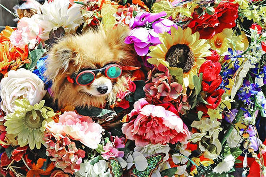 犬のノミ駆除を完全ガイド：実際に試した方法と獣医師のアドバイス