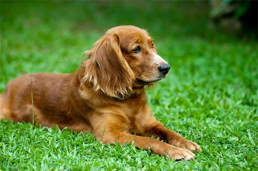 犬の夜泣きを根本解決！5つの原因と即効対策