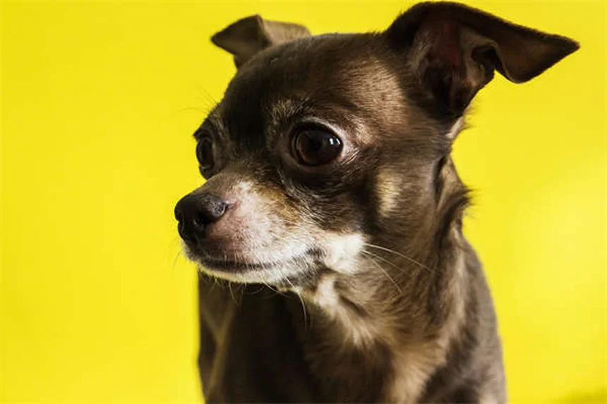 犬の夜泣きを根本解決！5つの原因と即効対策