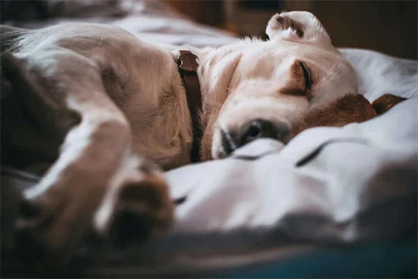 犬のマダニチェック方法と病気を防ぐ予防のコツ