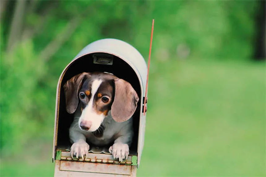 犬の服従訓練 基本のコツ5選｜初心者でもできる簡単テクニック