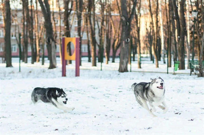 【経験談】犬の里親になる前に絶対にやっちゃいけない6つのNG行動