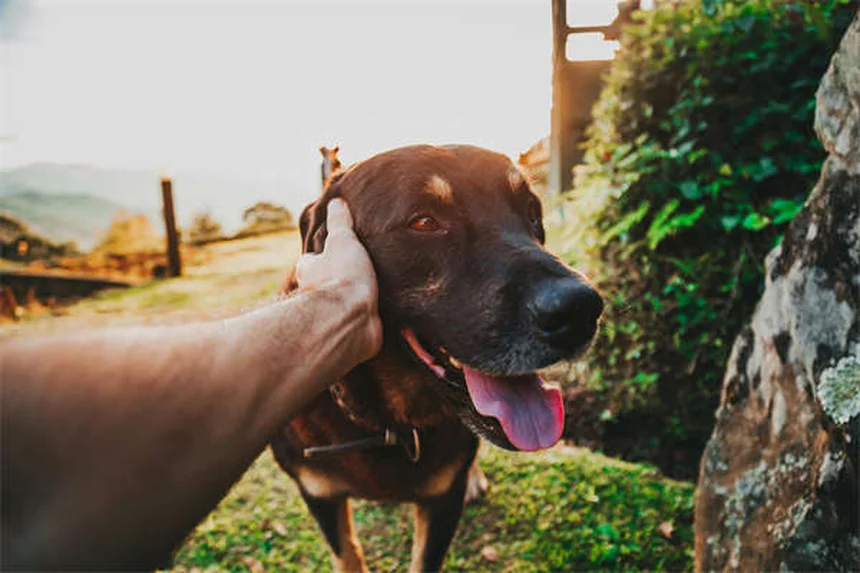 なぜ禁止？世界23カ国が認める猫の爪抜きの実態