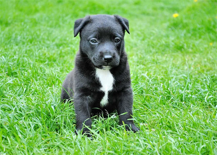 愛犬のダニチェックと正しい除去方法