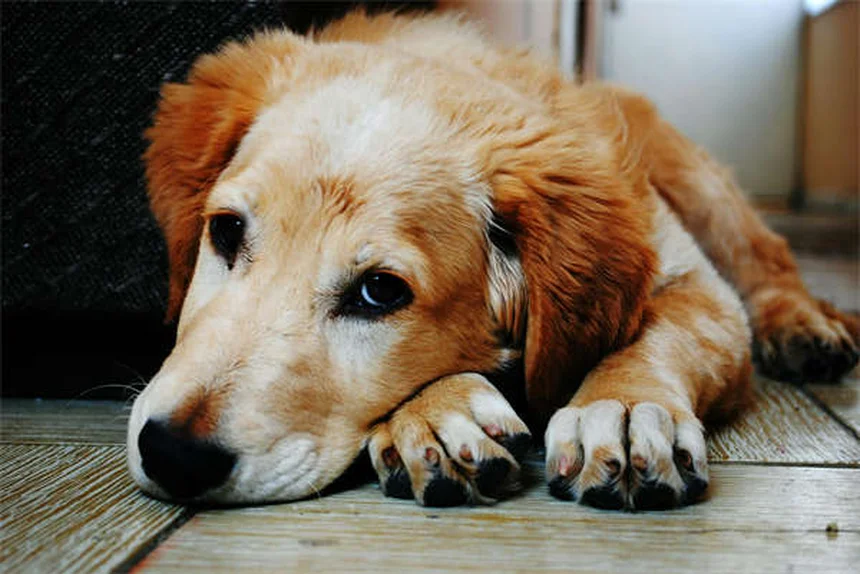 なぜ犬を怒鳴ると噛むのか？しつけに科学的な理由