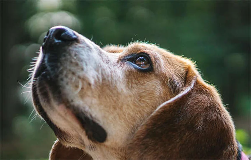犬がカイロを食べた時の危険性と正しい対処法
