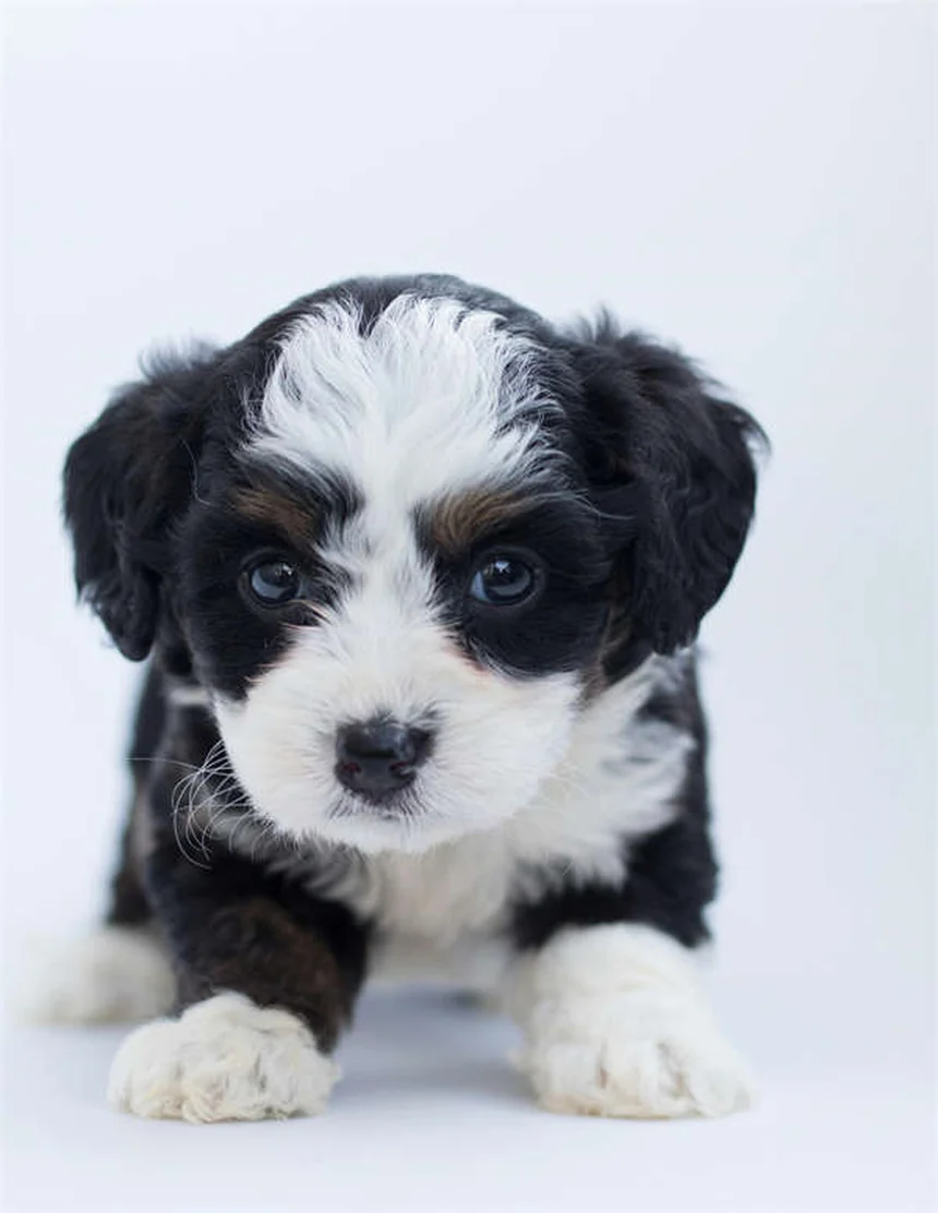 犬の親友がいる？知られざる意外な事実とそのメリット