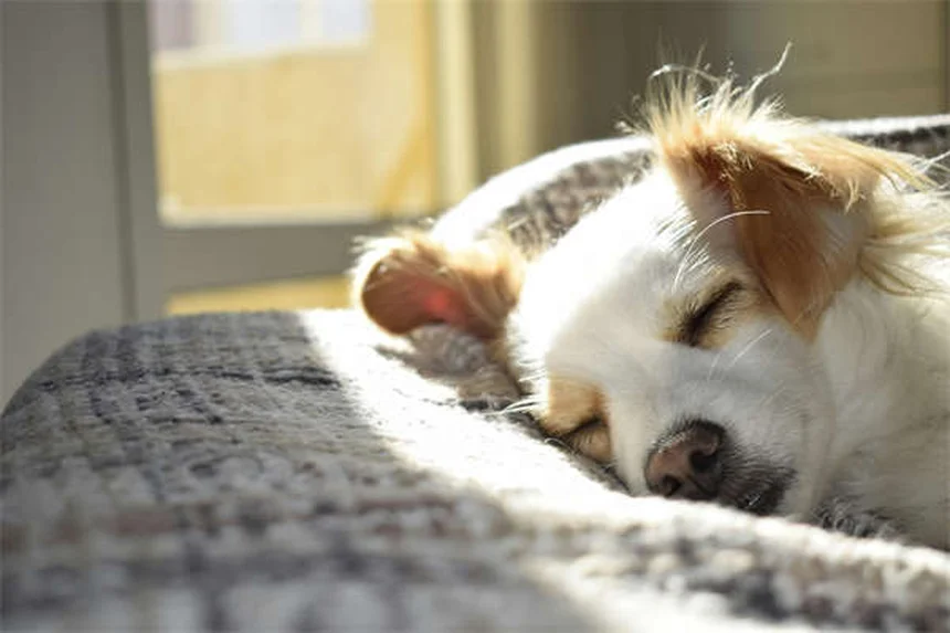 愛犬の問題行動、家庭で直す？プロに任せる？正しい判断基準とは
