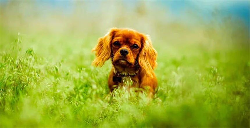リードリアクティビティ改善！優しい方法で愛犬と穏やかな散歩を実現