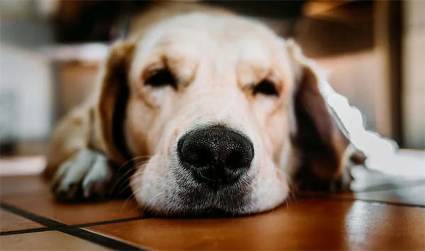 犬のおしっこ、興奮？服従？原因と見分け方、プロが教える改善法