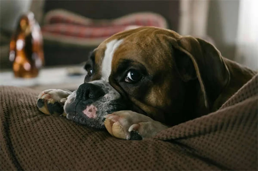 愛犬の満腹感を保つ5つの科学的テクニック